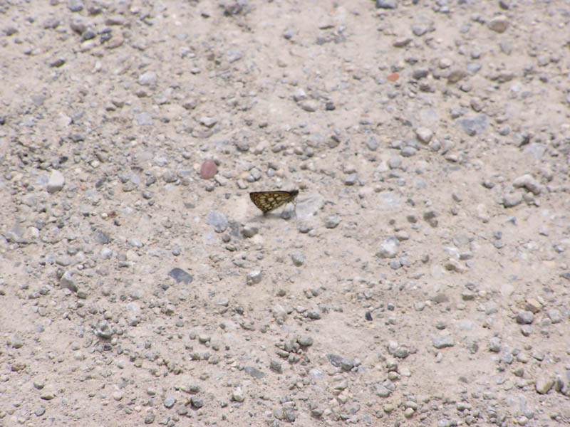 Heteropterus morpheus Pallas 1771